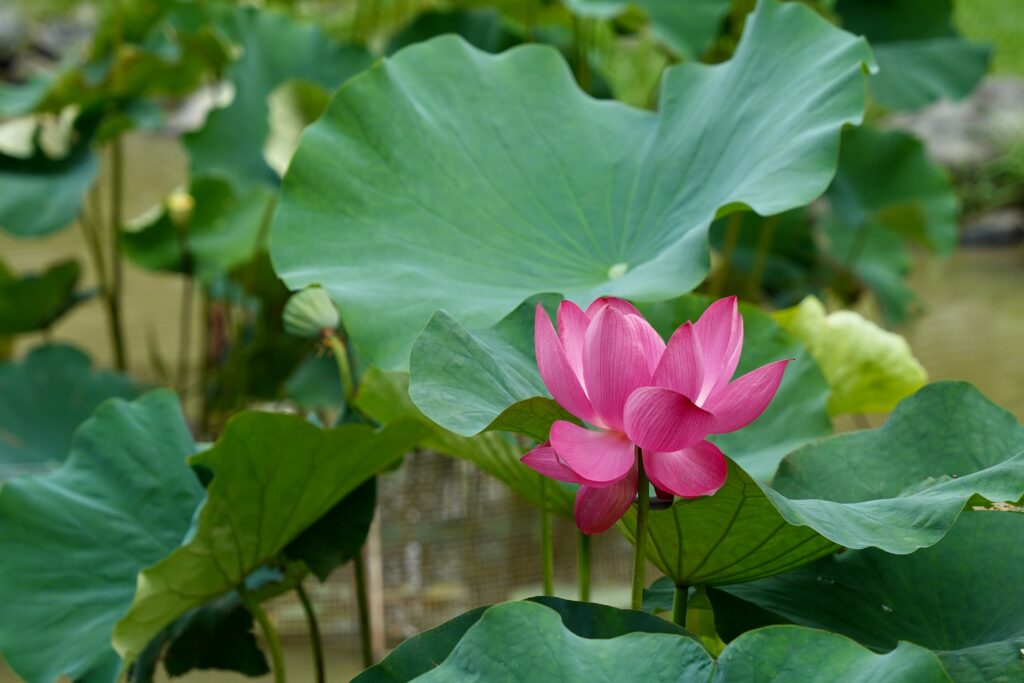 Photo by IAN: https://www.pexels.com/photo/close-up-of-a-waterlily-15663391/